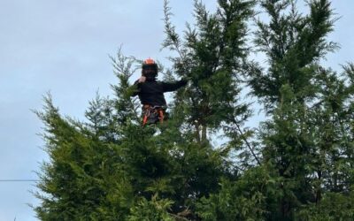 Tree Surgery & Hedges